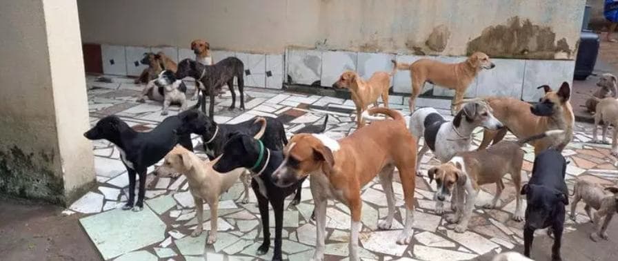 Cachorros2.jpg