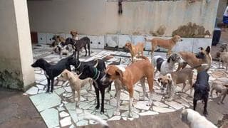 Cachorros2.jpg