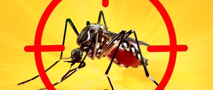 Dengue.jpg