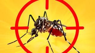 Dengue.jpg