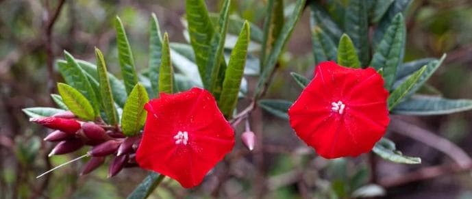 Flordecarajas2.jpg
