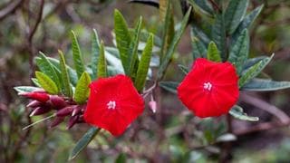 Flordecarajas2.jpg