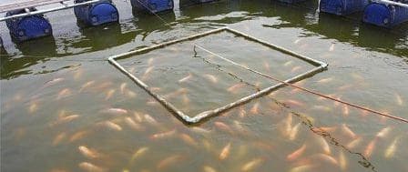 PL_63_Peixes_29-08-21.jpg