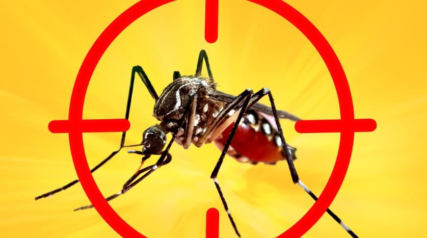 Dengue.jpg