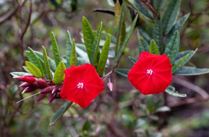 Flordecarajas2.jpg