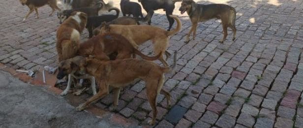 Cachorros de rua