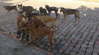 Cachorros de rua