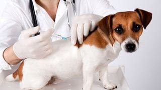 Vacinaopets.jpg